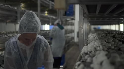 Farm Industry of Workers Harvest Fresh Champignons Standing in Company with Modern Technology Spbd