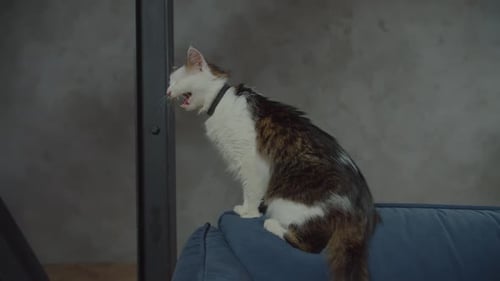 Lovely One Eyed Cat Meowing Attention Soliciting