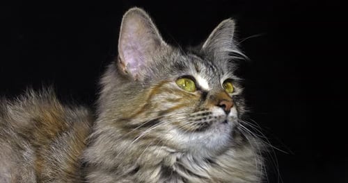 Tortie Maine Coon Domestic Cat, Portrait of Female against Black Background, Normandy in France