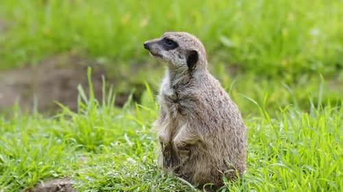 Tierisches Erdmännchen in der Natur 2
