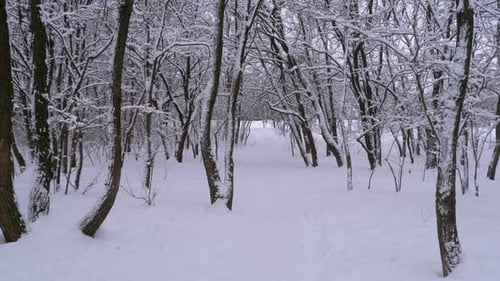Flying Through the Winter Forest. Snowy Path in a Wild Winter Forest Between Trees