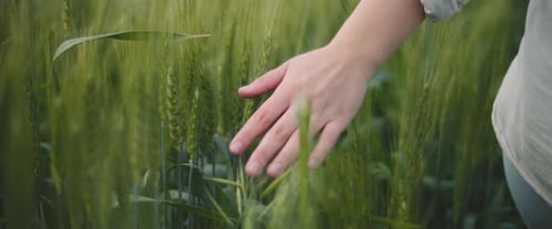 Woman's hand touching green grass in a wheat field