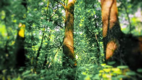 Morgen in einem Wald Zeitlupe