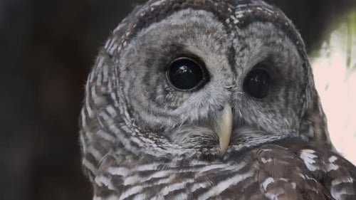 Close up of Barred Owls face