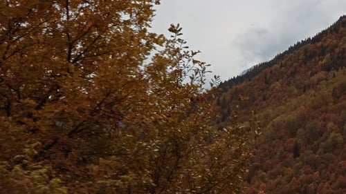 Autumnal Forest Landscape with Snowy Mountains
