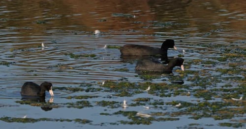 Eurasian coot, Fulica atra, Occitanie, France