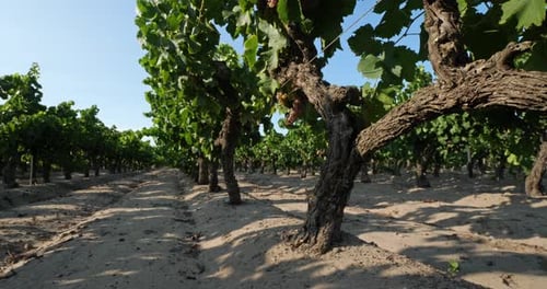 Des vignobles qui poussent dans le sable. Aigues Mortes, département du Gard, Occitanie
, France