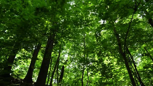 Beautiful summer morning in the forest. Sun rays break through the foliage of magnificent green tree