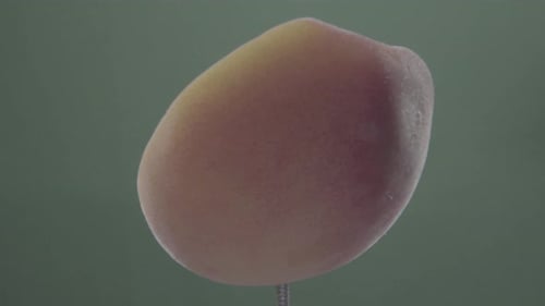 Peach Rotating with Loop on Green Screen for Chroma Key