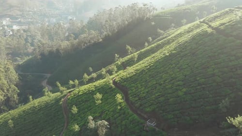 Vue aérienne des plantations de thé par Drone à proximité de la ville de Munnar