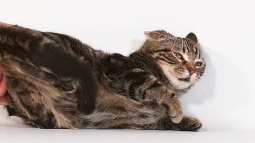 Braune Tabby-Hauskatze liegt vor weißem Hintergrund, mit offenem Mund, Zeitlupe