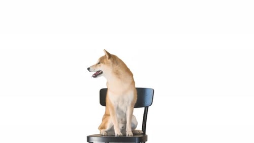 Shiba Inu Dog Sitting on a Black Chair