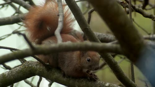Red Squirrel Standing on the Branch
