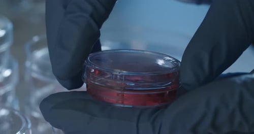 Gloved Hand Holding Petri Dish in Laboratory