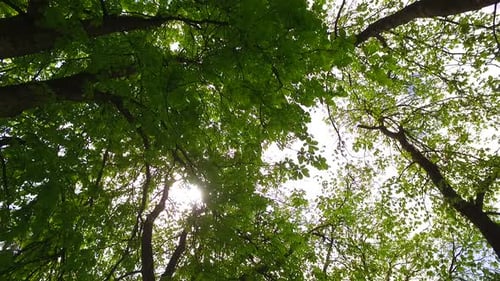 Explorer la forêt au printemps