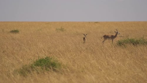 Pair of Gazelles Stand on Grassland Savannah