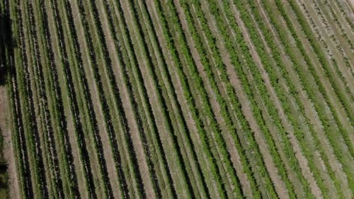 Aerial View of Vineyard Valley.