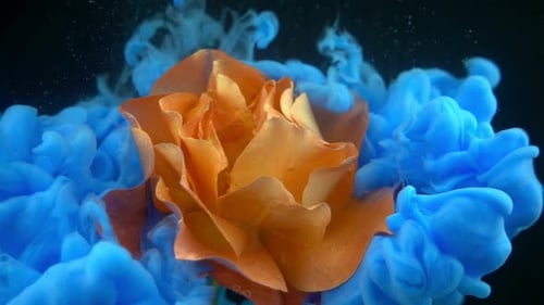 Orange Rose in Blue Ink Cloud