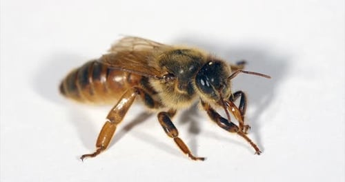 European Honey Bee, apis mellifera, Queen against White Background, Normandy, Real Time 4K
