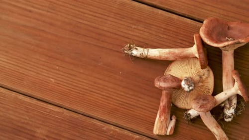Champignons Lactarius Rufus sur fond en bois 17