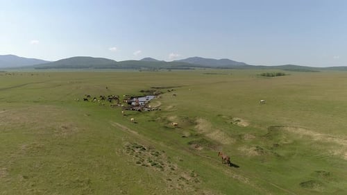 Luftaufnahme der Sommerlandschaft mit Kühen
