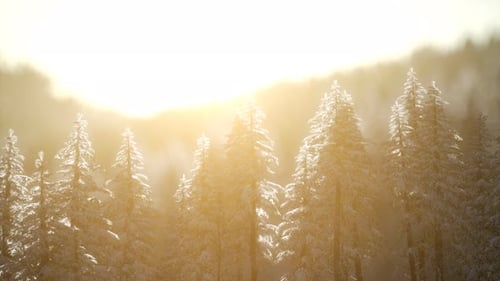Herrliche Weihnachtsszene im Bergwald. Bunter Wintersonnenaufgang