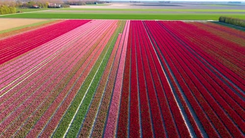 Beautiful Tulip Fields in the Netherlands During Spring Drone Aerial View of Tulip Fields Drone