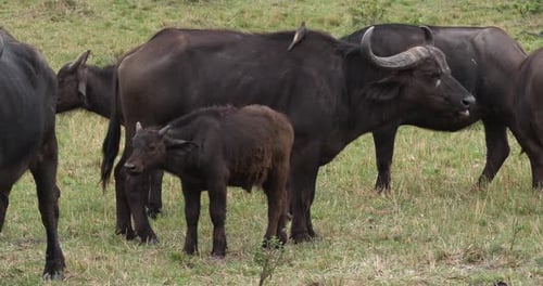 Afrikanischer Büffel, Syncerus Caffer, Mutter und Kalb, Masai Mara Park in Kenia, Echtzeit 4K
