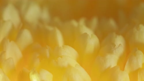 Colorida flor de dalia con mañana