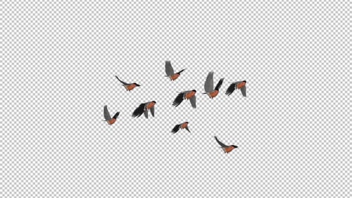 Bullfinch Birds - Flock of 10 - Flying Transition - Alpha Channel