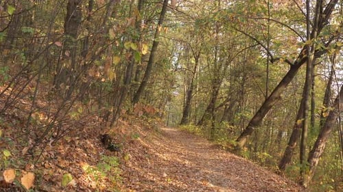 Fußweg in den Wald mit abgefallenen Blättern im Herbst 4K Drohnenvideo