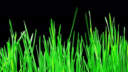 Bright Green Grass Shoots Growing on Black Background