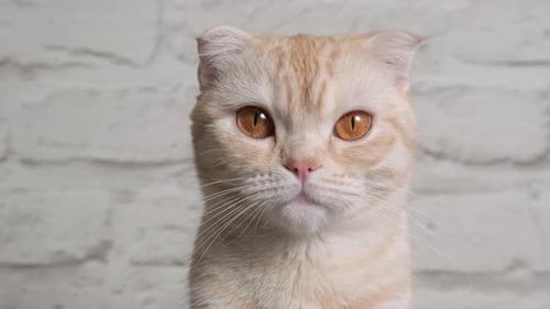 Close Up Portrait of Ginger Red Young Cat Breed Scottish Fold on Gray Background