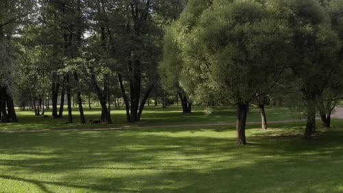 Flying Among The Trees In A City Park