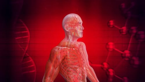 Animated Human Body Circulatory System with DNA Background