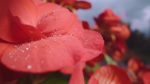 Water Drops Fall Down Onto Petals of Wonderful Red Flower