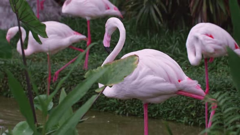 Flamingo Bird Idle 2, Backgrounds Motion Graphics ft. feather & animal ...
