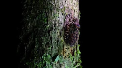 Macro Shot of Insect on Side of Tree