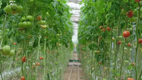 Rows of Tomato Plants Growing in Greenhouse