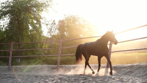 Horse Regular Training Running Circle Arena
