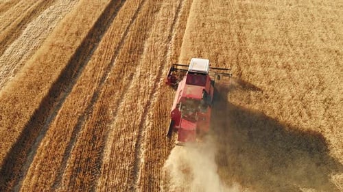 Aerial View Combine Harvester Agriculture Machine Harvesting Golden Ripe Wheat Field