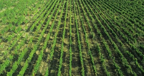 Aerial View Flying Above Rural Ripe Green Vineyard. Backward Establisher. .Italian Trip in Umbria