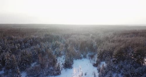 Aerial Flying Over the Snowy Tops of Trees of a Winter Pine Forest on a Sunrise