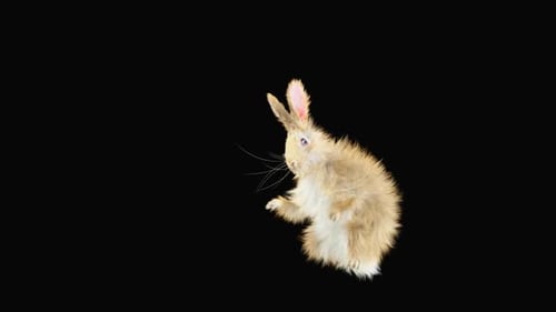Hase: Tanzen HD