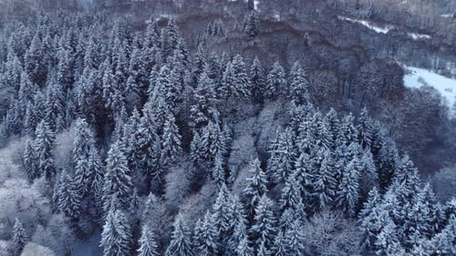 Aerial Forest view - Winter Landscape Aerial