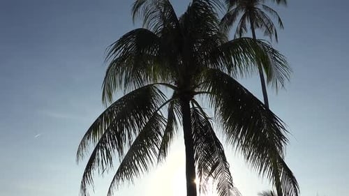 Palm Trees Silhouette Against Blue Tropical Sky