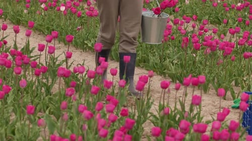 Collecting Vibrant Tulips in a Lush Field