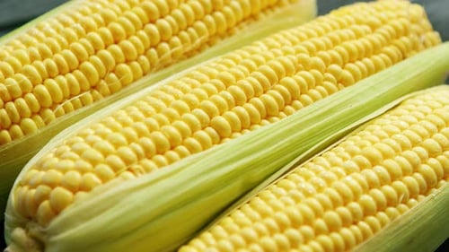 Close Up of Fresh Yellow Corn Cobs