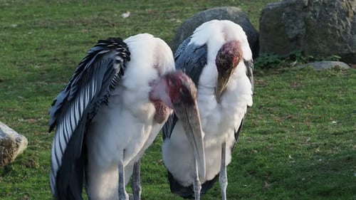Der
Marabustorch (Leptoptilos crumeniferus) ist ein großer Watvogel aus der Storchenfamilie Ciconiidae.