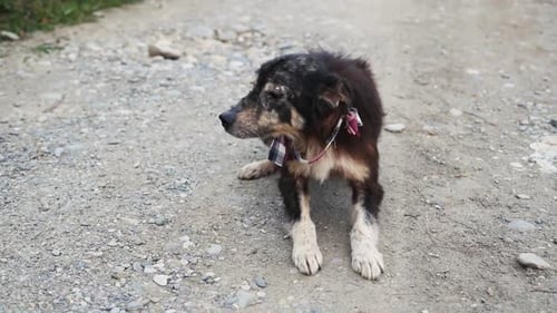 Sick Stray Dog With Depriving. Dog with lichen.